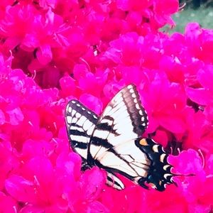 Meet your Posher, Hayley